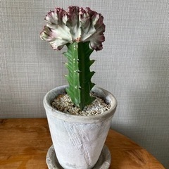 キングマハラジャ