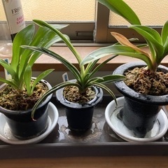 万年青(オモト)3点セット