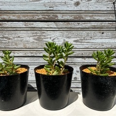 多肉植物（虹の玉）