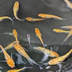 メダカ宮桜若魚ペア売りを出品します。卵もあります!