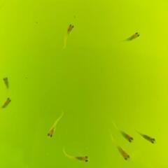 メダカmix (紅白、三色ラメ) 稚魚〜幼魚