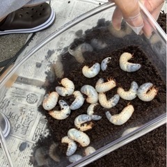 カブトムシの幼虫あげます。