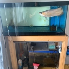 (決まりました)アクリル水槽　横1000×奥600×高さ500 of