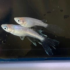 ✨緑光系ヒレ長(天使の雫)の若魚7匹