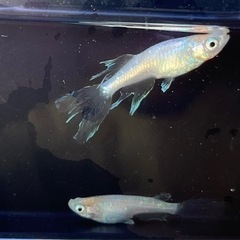 ✨緑光系ヒレ長(天使の雫)の若魚7匹の画像