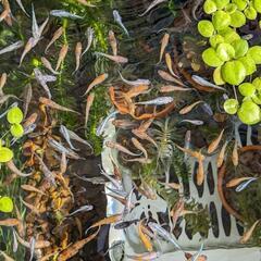 メダカいろいろの画像