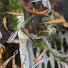 メダカいろいろの画像