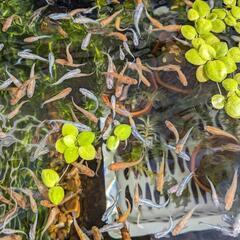 メダカいろいろの画像