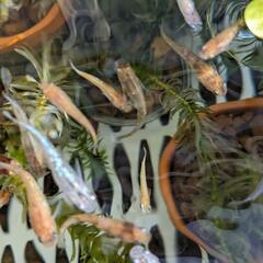 メダカいろいろの画像