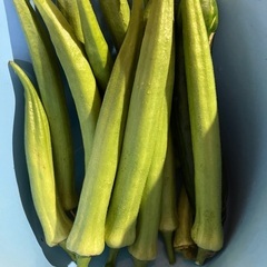 訳あり　オクラ　無農薬