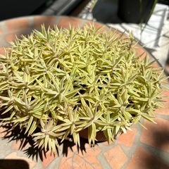 セダム（覆輪万年草）