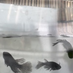 改良めだか　本家購入　たまご　稚魚　成魚販売の画像