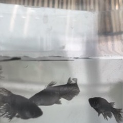 改良めだか　本家購入　たまご　稚魚　成魚販売の画像
