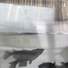 改良めだか　本家購入　たまご　稚魚　成魚販売の画像
