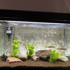 元気なカワムツ3匹の画像