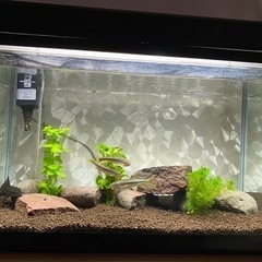 元気なカワムツ3匹の画像
