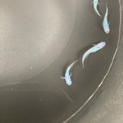 メダカ　しずく　10匹の画像