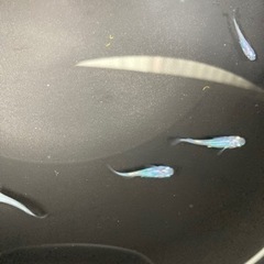 メダカ　しずく　10匹の画像