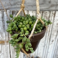 多肉植物（パールネックレス）の画像