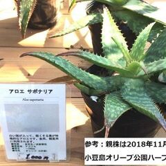 （決まりました）アロエ・サポナリア 　ほぼ親株1ポット【8月11日版】8月20日(木)正午迄の画像