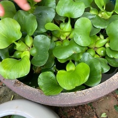 黒メダカとホテイアオイを睡蓮鉢ごと引き取ってください