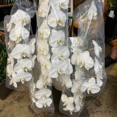 胡蝶蘭5本立ち
