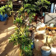 観葉植物が更にお安くなりました❗の画像
