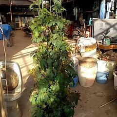 観葉植物が更にお安くなりました❗の画像