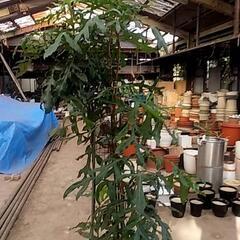観葉植物が更にお安くなりました❗