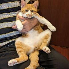 可愛い茶トラの甘えん坊　ニャニャ君