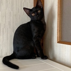 黒子猫