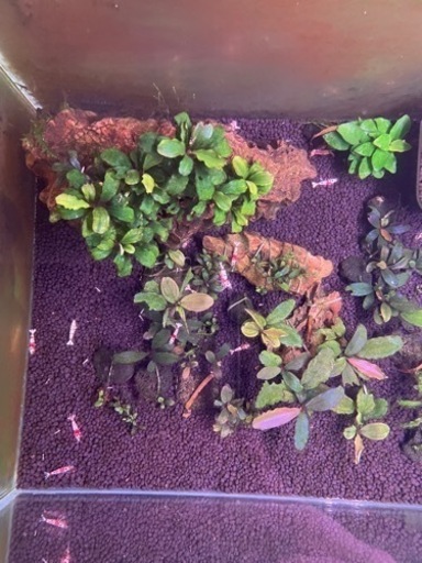 ブセファランドラ (訳あり)