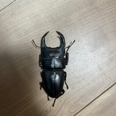 引き渡し予定者決定オオクワガタ能勢yg 新成虫