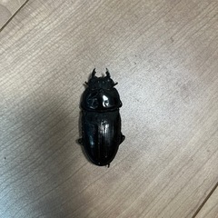 引き渡し予定者決定オオクワガタ能勢yg 新成虫の画像