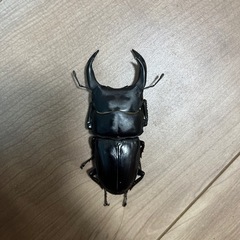 引き渡し予定者決定オオクワガタ能勢yg 新成虫の画像