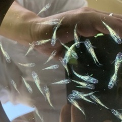 メダカ販売　サファイア、夜桜など