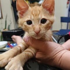 茶トラ子猫里親募集