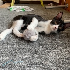 ハチワレ子猫