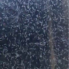 ゾウリムシ　
   の画像