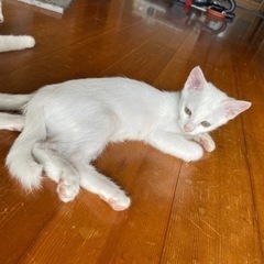 知り合いのところで子猫が産まれました。