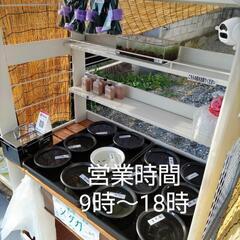 メダカ 水草 PSB 