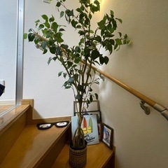 オシャレ観葉植物（フェイク）