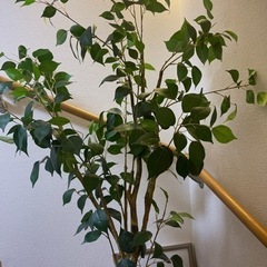 オシャレ観葉植物（フェイク）の画像