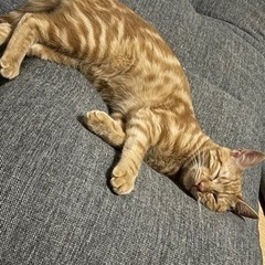ネコを飼ってる方 - 中新川郡