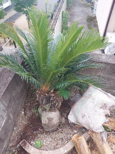 ソテツ 双子 蘇鉄