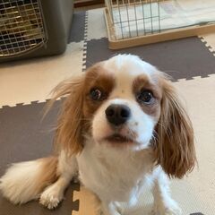 甘えじょうずの元気な子です