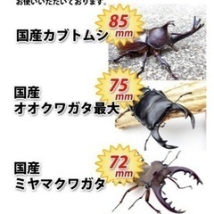 グラントシロカブトムシの中古が安い！激安で譲ります・無料であげます(3ページ目)｜ジモティー