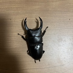 オオクワガタ　能勢YG 74.2ミリトリオ