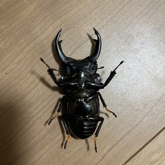 オオクワガタ　能勢YG 74.2ミリトリオの画像