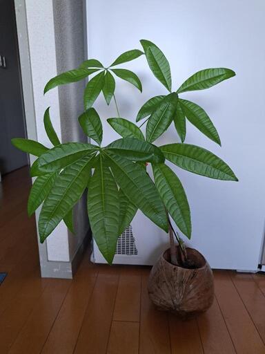 観葉植物
